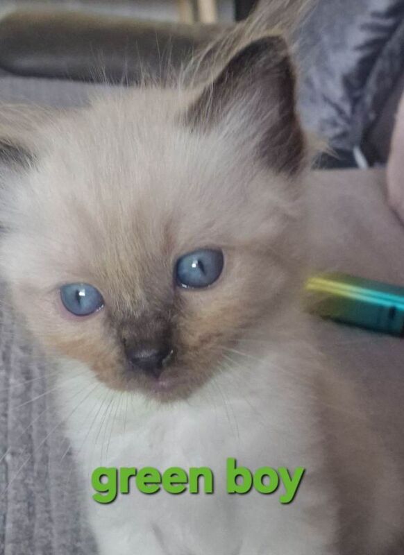 Ragdoll Kittens For Sale