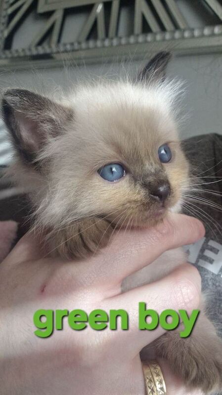 Litter of ragdoll kittens - Image 2 of 4