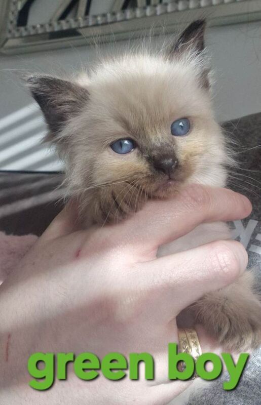 Litter of ragdoll kittens - Image 3 of 4