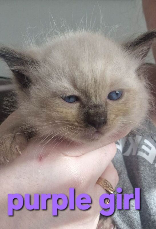Litter of ragdoll kittens - Image 4 of 4