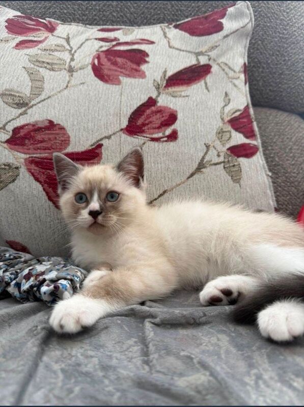 Little kitten
