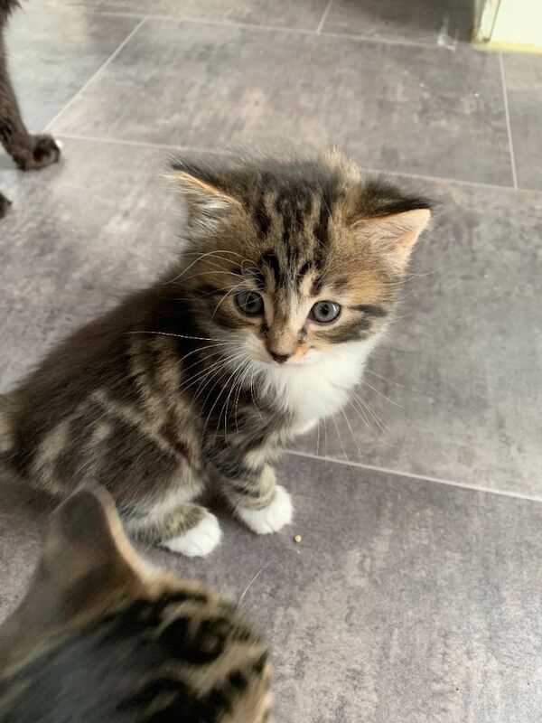 Long hair kittens