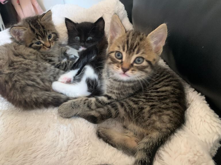 Long hair kittens - Image 2 of 3