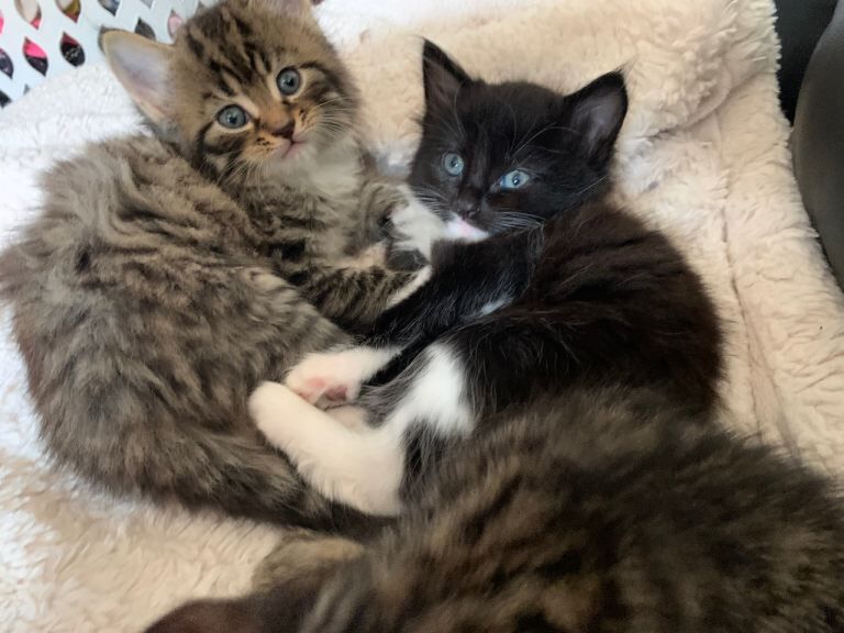 Long hair kittens - Image 3 of 3