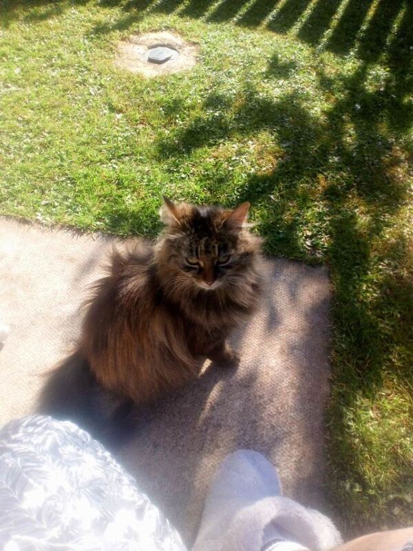 Ragdoll kittens for sale in Gracemount, City of Edinburgh – 1 day old