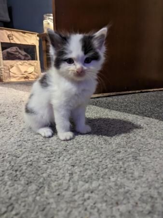 Long haired ragdoll/DSH little boys for sale in Waterfoot, Lancashire