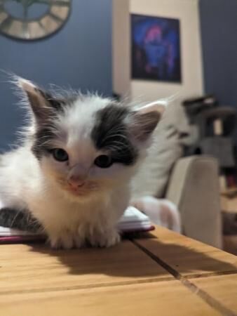 Long haired ragdoll/DSH little boys for sale in Waterfoot, Lancashire - Image 3