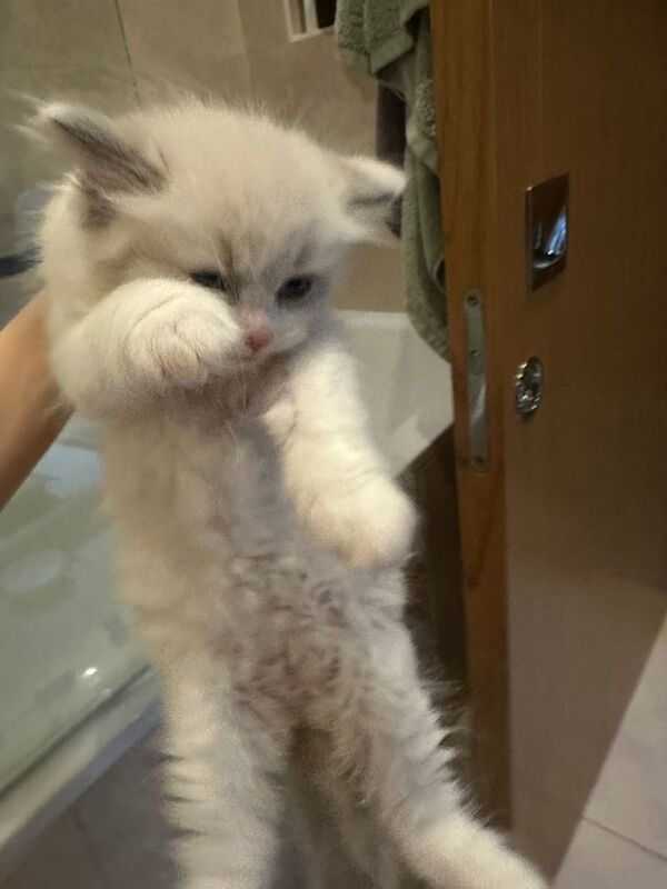 Ragdoll kittens for sale in West End, West Sussex – 7 weeks old