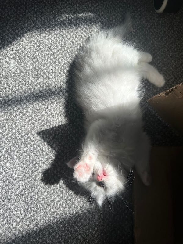 Ragdoll kittens for sale in West End, West Sussex – 7 weeks old - Image 2 of 3