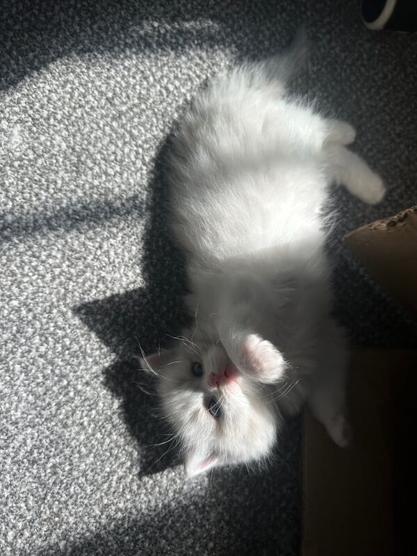 Ragdoll kittens for sale in West End, West Sussex – 7 weeks old - Image 3 of 3