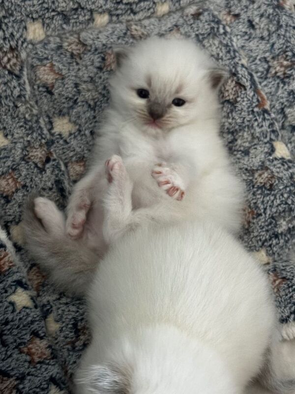 Looking to Brighten Your Life? Beautiful purebred Ragdoll Kittens Available!