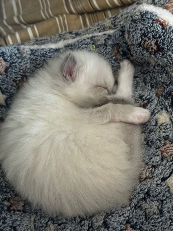Looking to Brighten Your Life? Beautiful purebred Ragdoll Kittens Available! - Image 2 of 3