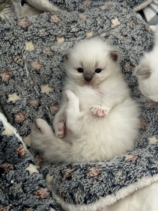 Looking to Brighten Your Life? Beautiful purebred Ragdoll Kittens Available! - Image 3 of 3