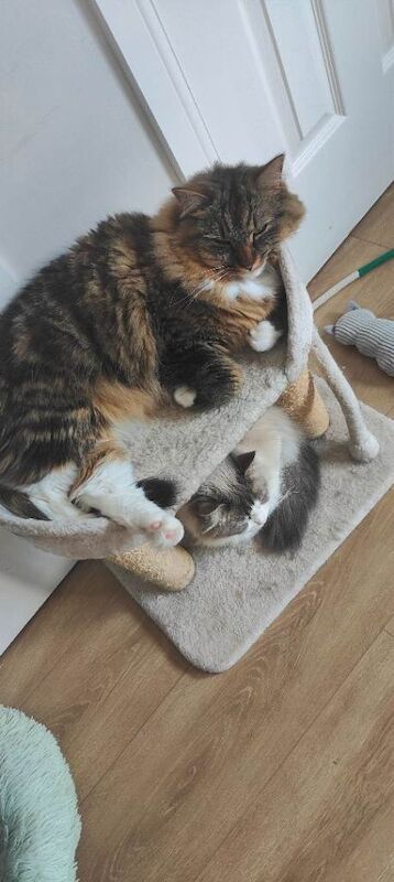 Lovely cat