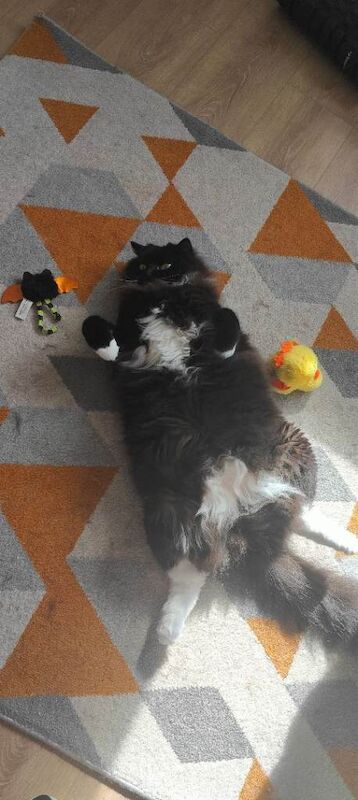 Lovely cat - Image 2 of 3