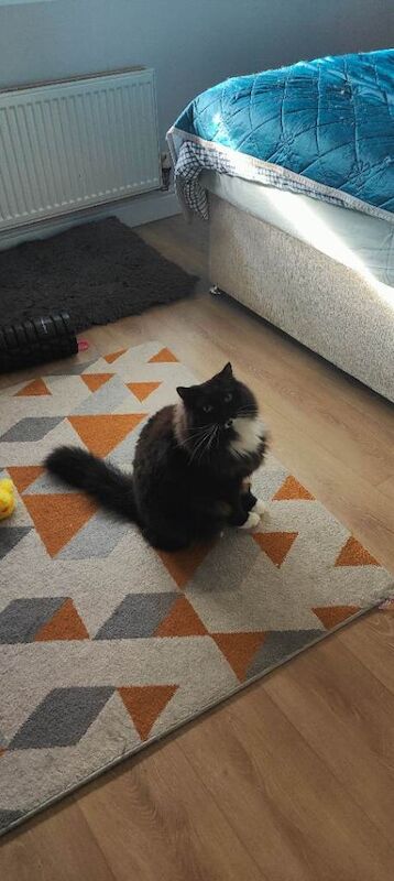 Lovely cat - Image 3 of 3