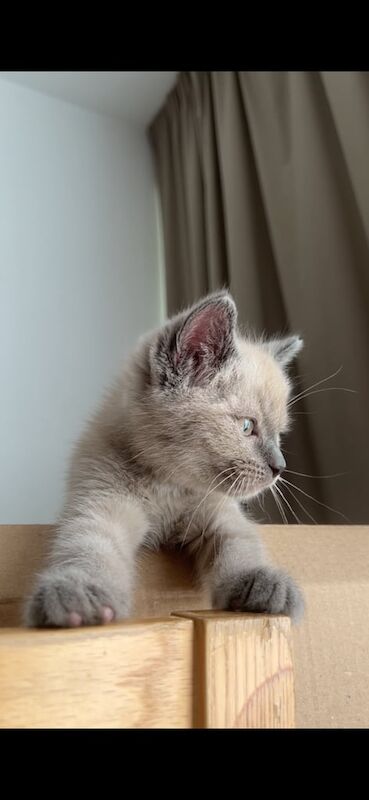 💙 Loving 3-Month-Old Male Grey Ragdoll Kitten for Sale 💙 for sale in Oxford, Oxfordshire