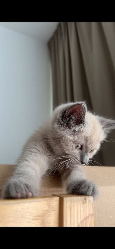 💙 Loving 3-Month-Old Male Grey Ragdoll Kitten for Sale 💙 for sale in Oxford, Oxfordshire | Image 2