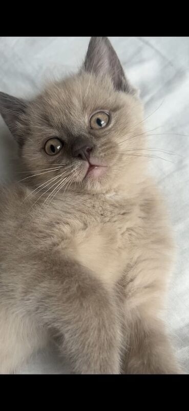 💙 Loving 3-Month-Old Male Grey Ragdoll Kitten for Sale 💙 for sale in Oxford, Oxfordshire | Image 3