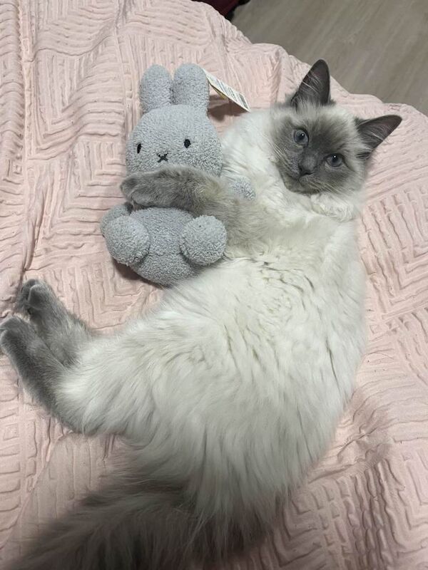 Ragdoll Kittens For Sale