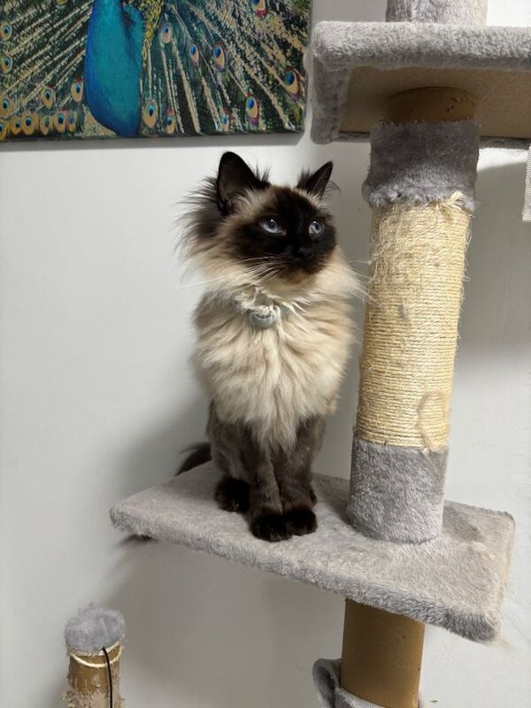 Ragdoll kittens for sale in Market Warsop, Nottinghamshire – 5 years old - Image 2 of 4