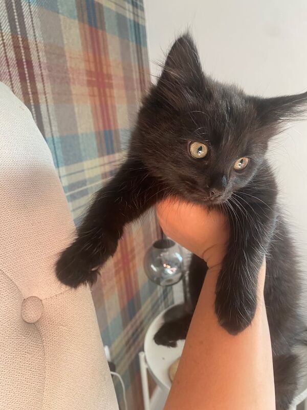 Ragdoll kittens for sale in East Calder, West Lothian – 11 weeks old