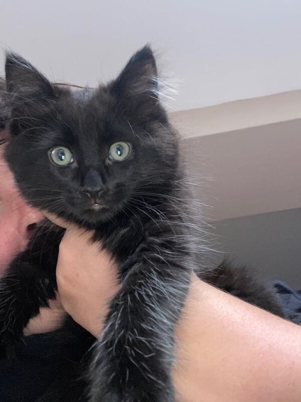 Ragdoll kittens for sale in East Calder, West Lothian – 11 weeks old - Image 2 of 3