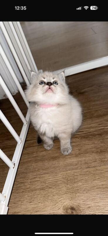 Lynx point Ragdoll one baby girl left ❤️❤️ for sale in Penarth, South Glamorgan