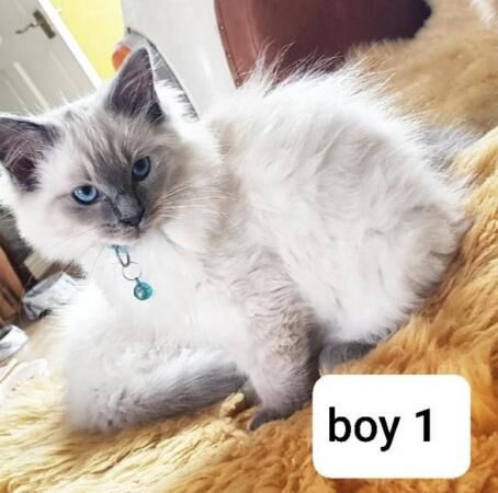 6x Ragdoll Buy and sell Ragdoll kittens and cats online | Ragdoll Owners