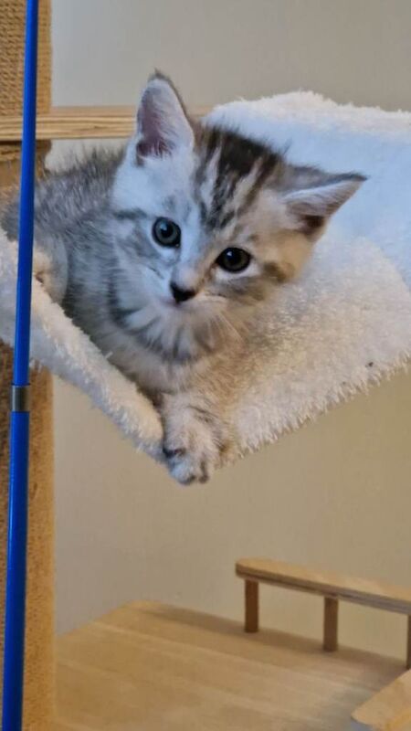 Ragdoll kittens for sale in Bangor, County Down – 6 weeks old