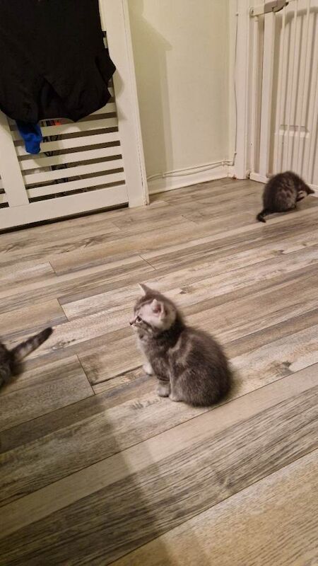 Ragdoll kittens for sale in Bangor, County Down – 7 weeks old - Image 2 of 3