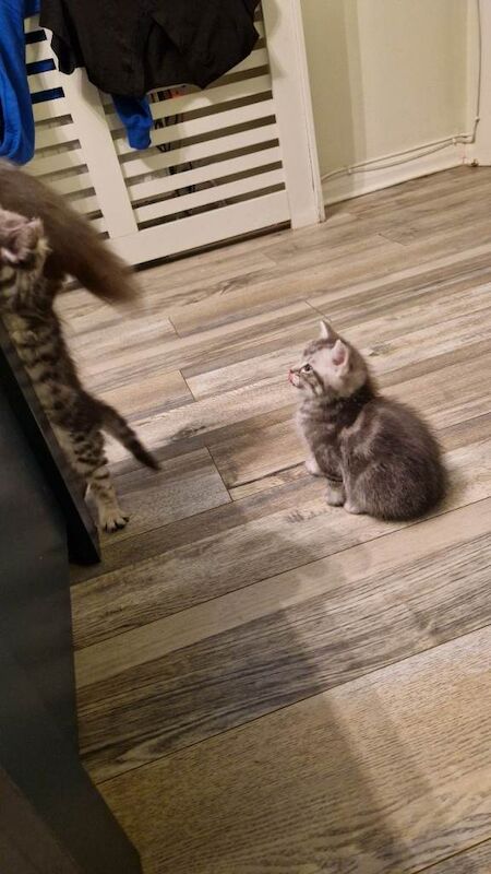 Ragdoll kittens for sale in Bangor, County Down – 7 weeks old - Image 3 of 3