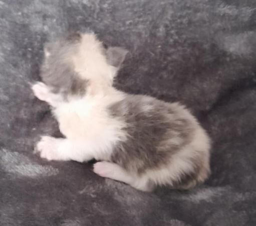 Maine Coon x Ragdoll kittens for sale in Elland, West Yorkshire