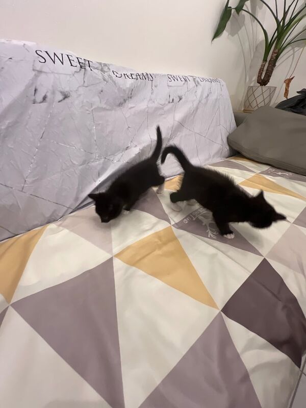 Ragdoll kittens for sale in Glasgow, City of Glasgow – 8 weeks old