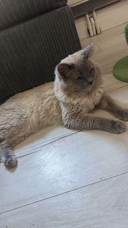 Male and female ragdoll - Image 3 of 4