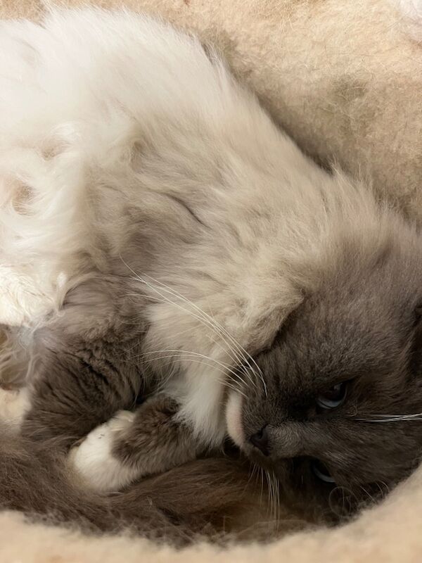 Ragdoll stud dog for stud in TN27 8RE – 2 years old - Image 2 of 3