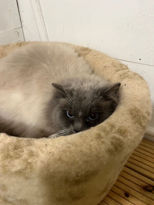 Ragdoll stud dog for stud in TN27 8RE – 2 years old - Image 3 of 3