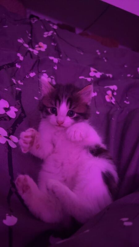 Ragdoll kittens for sale in Poole, Dorset – 8 weeks old