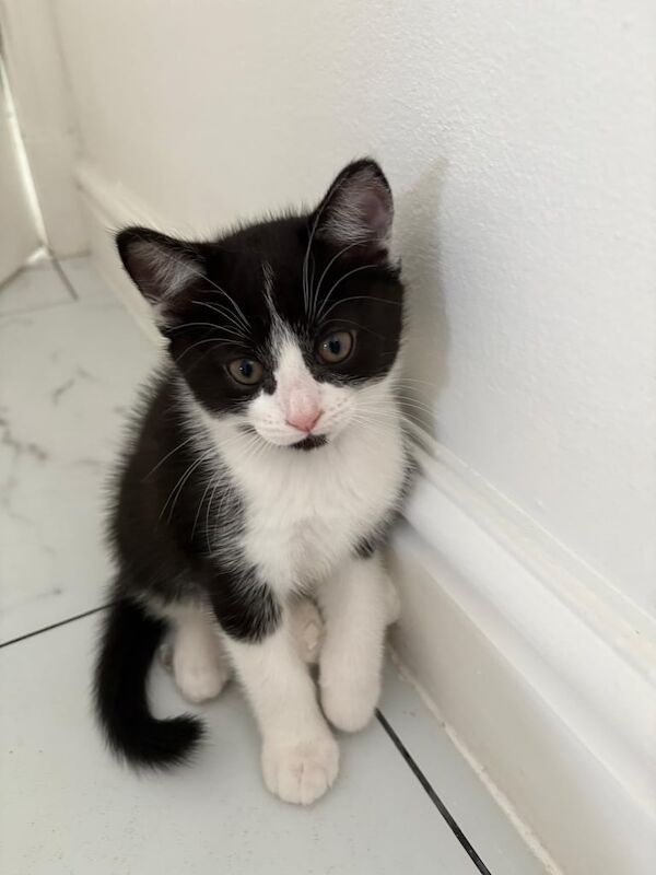 Male kitten black and white for sale in Kilwinning, Ayrshire and Arran