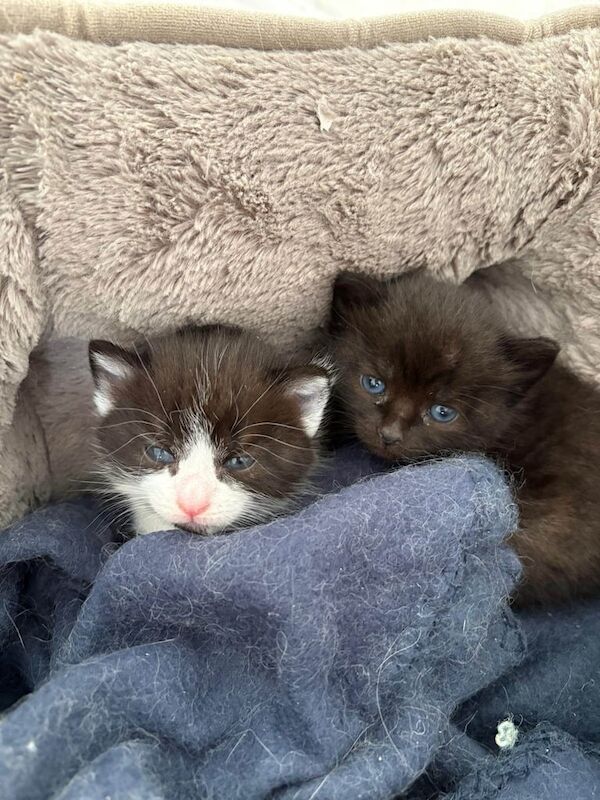 Male kitten black and white for sale in Kilwinning, Ayrshire and Arran - Image 2