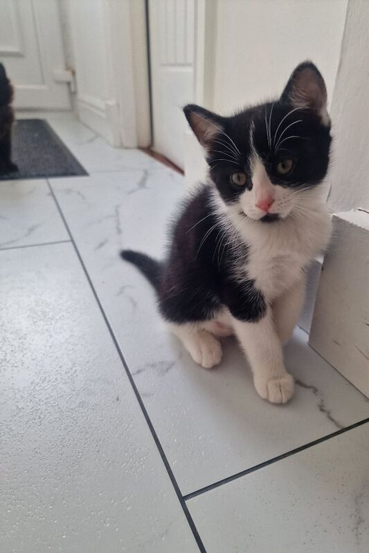 Male kitten black and white for sale in Kilwinning, Ayrshire and Arran | Image 3