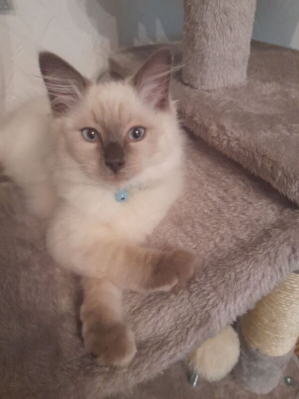 Ragdoll kittens for sale in Rochdale, Greater Manchester – 3 months old