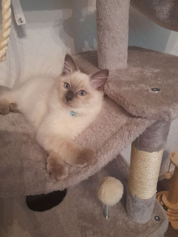 Ragdoll kittens for sale in Rochdale, Greater Manchester – 3 months old - Image 2 of 3
