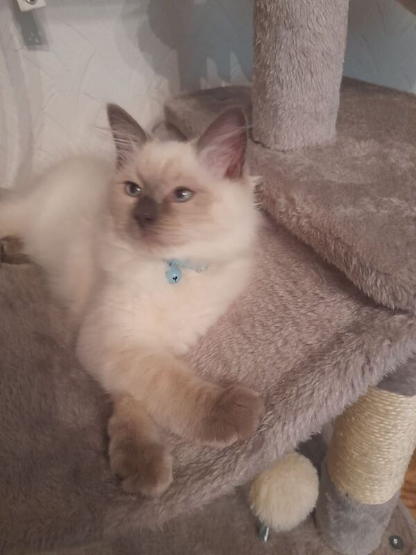 Ragdoll kittens for sale in Rochdale, Greater Manchester – 3 months old - Image 3 of 3