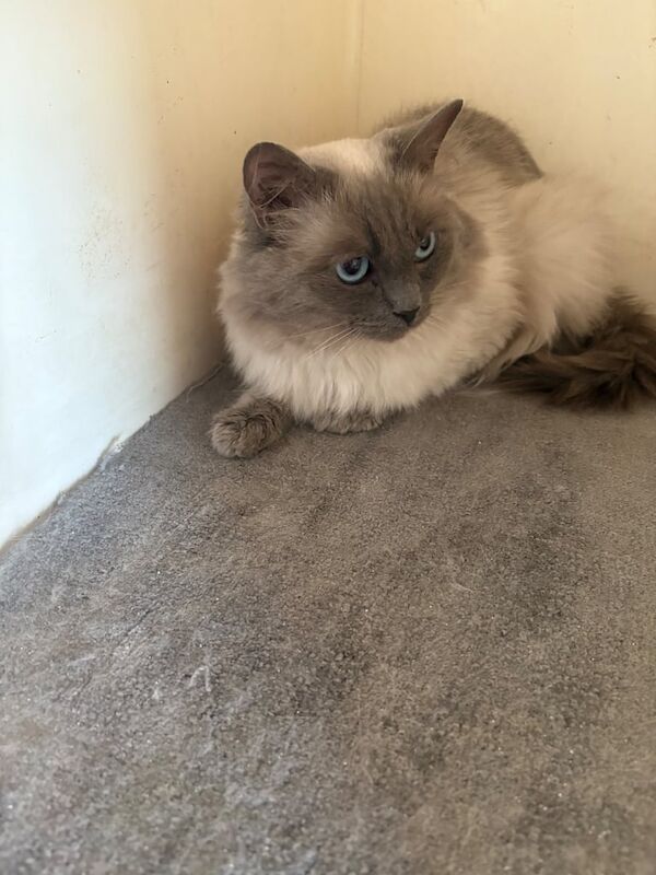 Ragdoll kittens for sale in Romford, Greater London – 1 year old