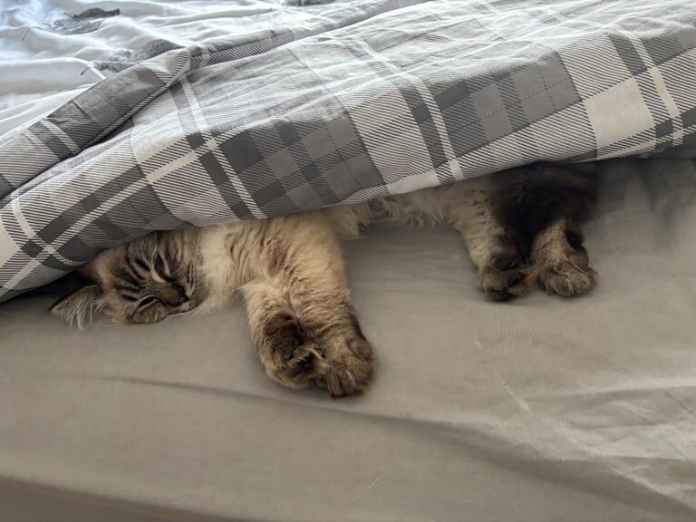 Ragdoll kittens for sale in Grantham, Lincolnshire – 1 year old