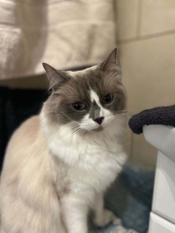 Male Ragdoll - 2 years old for sale in Tadworth, Surrey