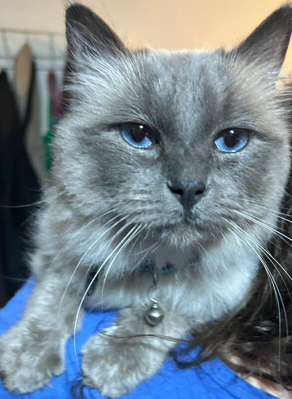 Ragdoll kittens for sale in Wednesbury, West Midlands – 2 years old