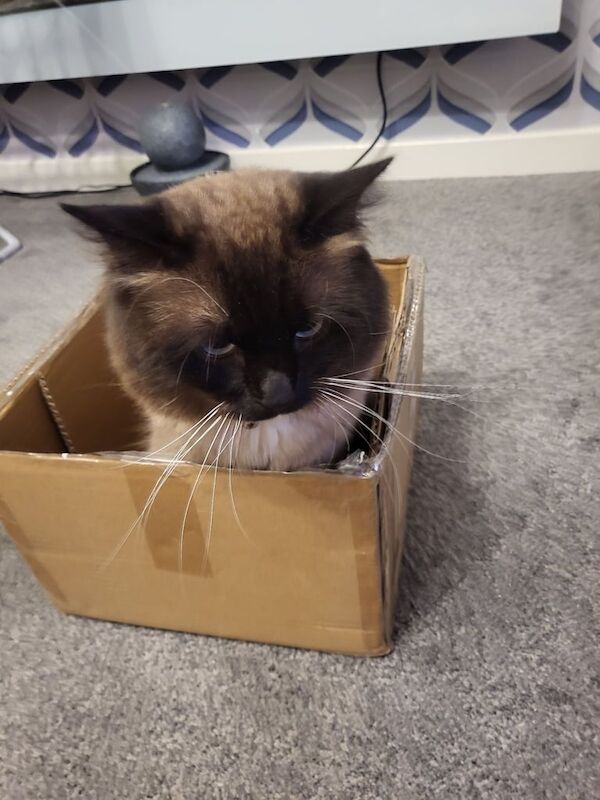Ragdoll kittens for sale in Alloa, Clackmannan – 3 years old