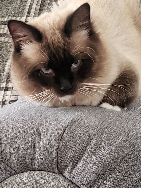 Ragdoll kittens for sale in Alloa, Clackmannan – 3 years old - Image 3 of 3